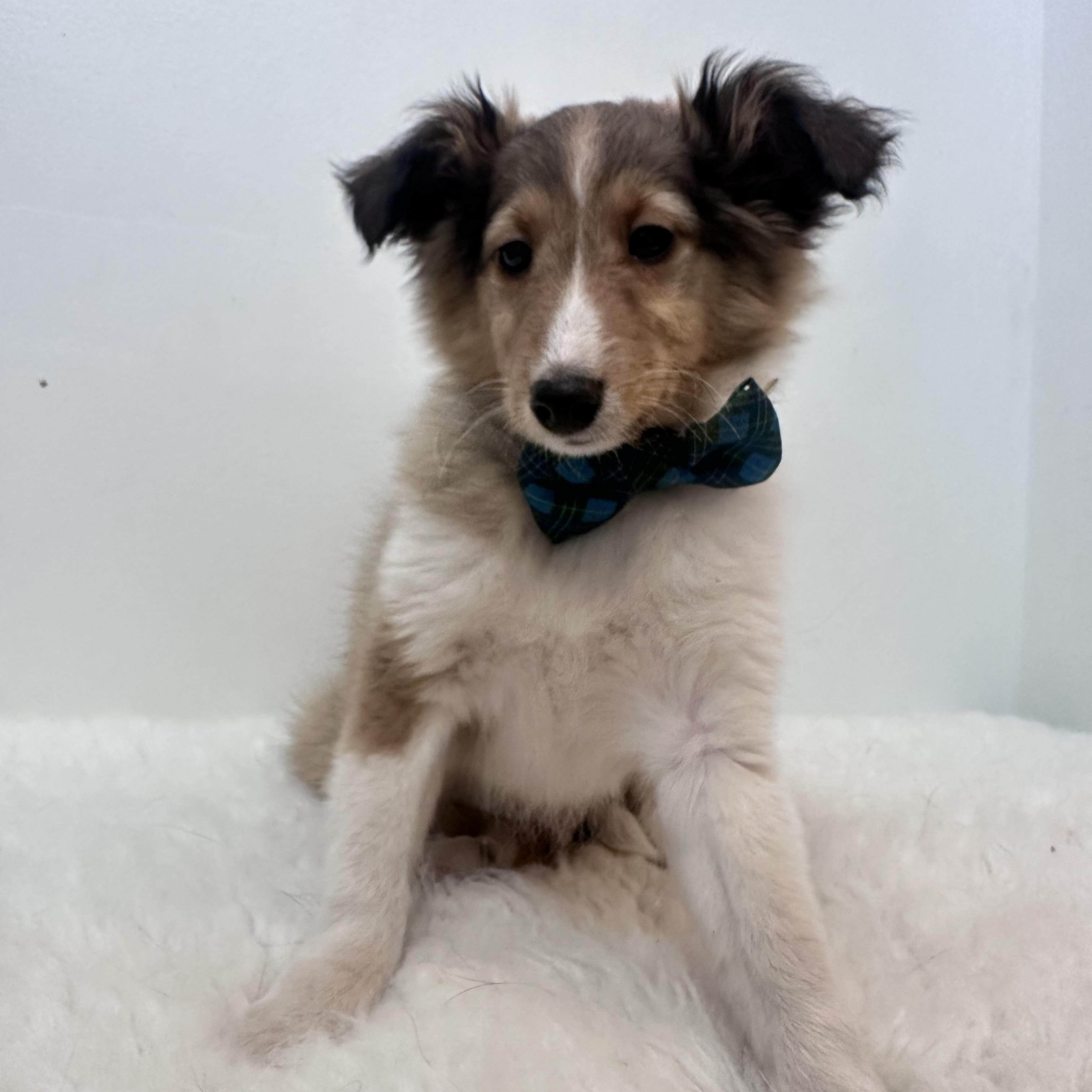 Fern, an adopted Shetland Sheepdog / Sheltie in Wrightstown, NJ image 4/6