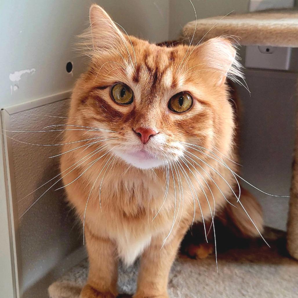 Cinder, Adoptable, Adult Male Domestic Long Hair.