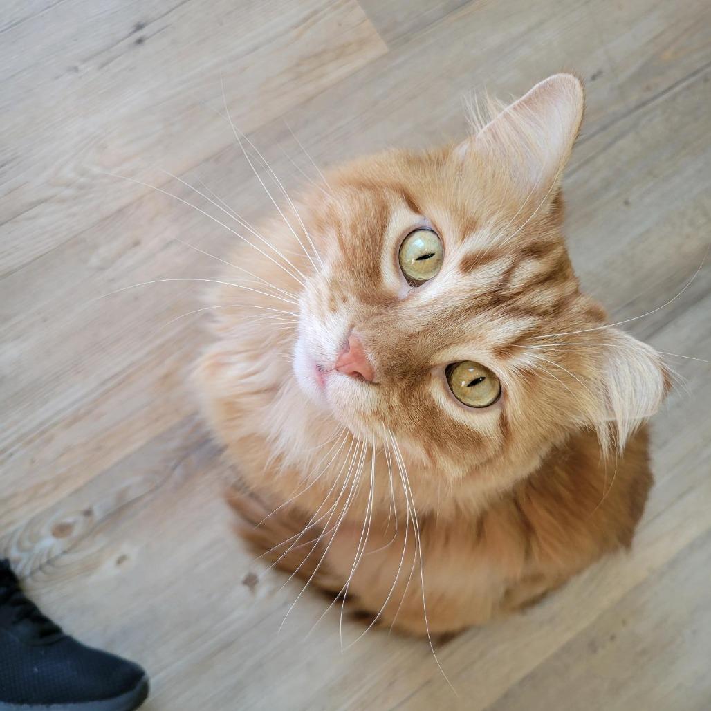Cinder, a Adoptable Domestic Long Hair in Saint Charles, MO image 3/6
