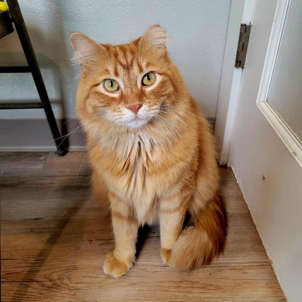 Cinder, a Adoptable Domestic Long Hair in Saint Charles, MO image 5/6