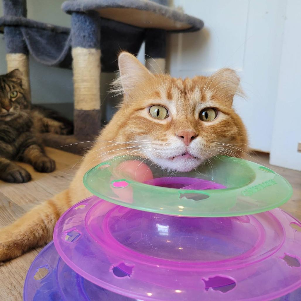 Cinder, a Adoptable Domestic Long Hair in Saint Charles, MO image 6/6