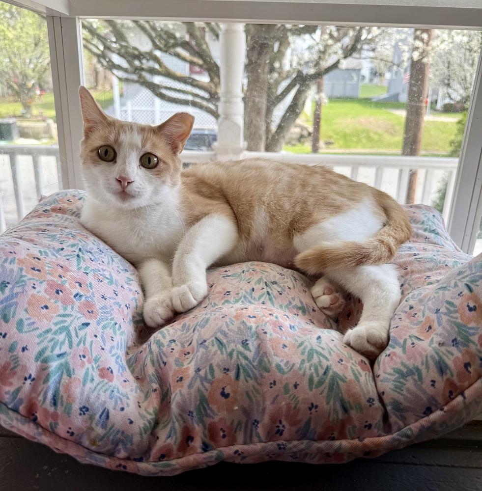 Enlarge Sunbeam, a Adoptable Domestic Short Hair in Taylor, PA image 1/1