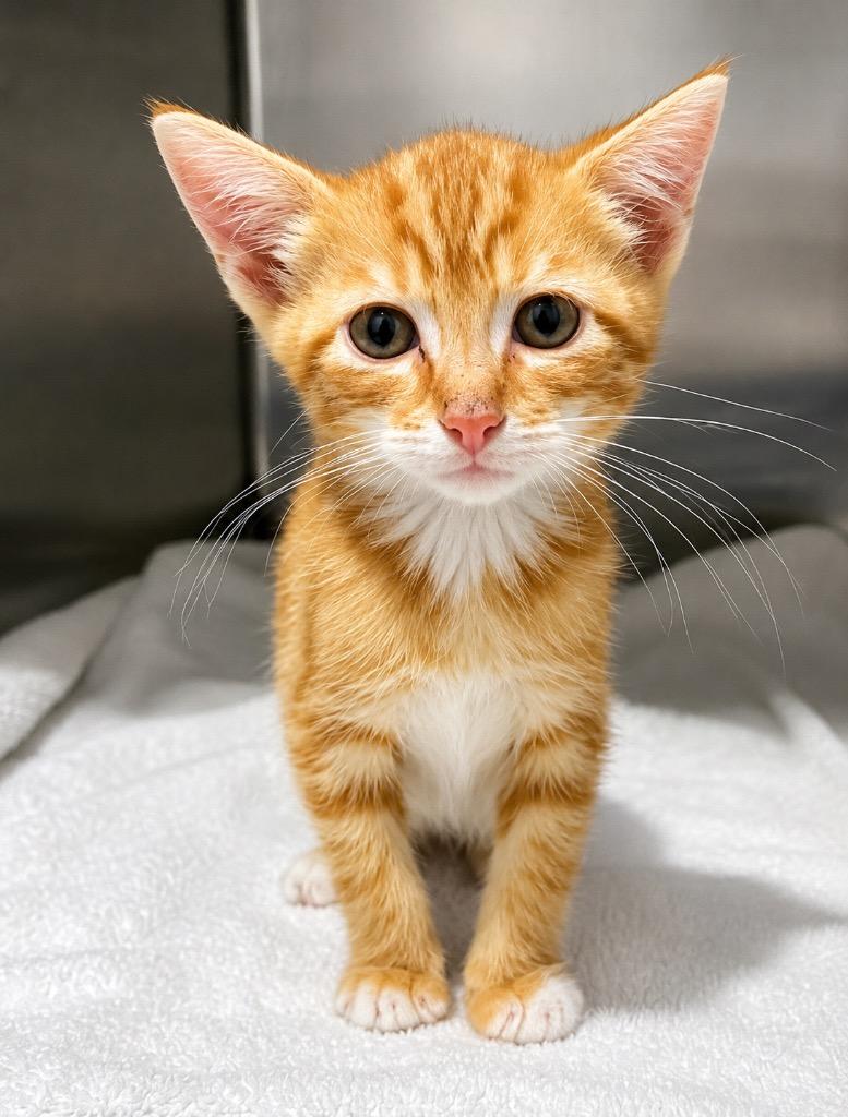 Enlarge Sunshine, a Adoptable mixed breed in Labelle, FL image 2/4
