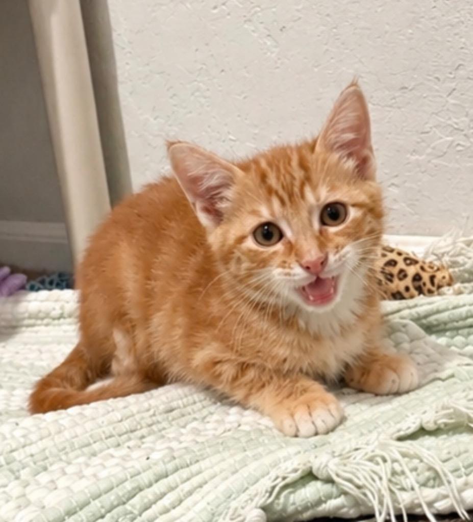 Enlarge Sunshine, a Adoptable mixed breed in Labelle, FL image 4/4