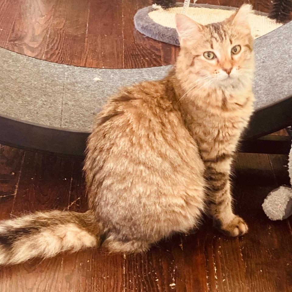 Chewbacca, Adoptable, Young Male Domestic Long Hair.