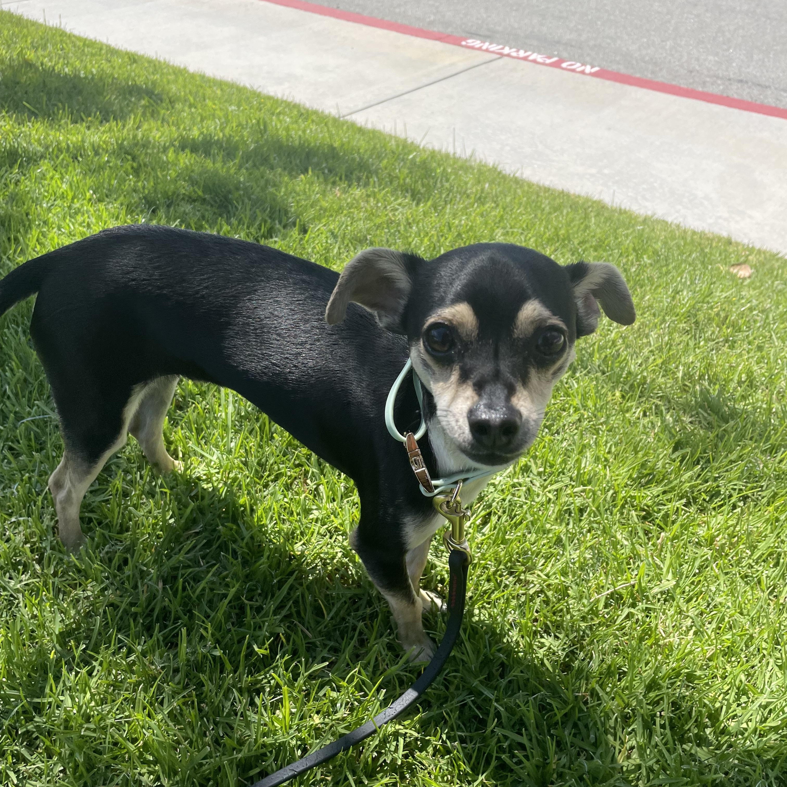 Enlarge Chico, an adopted mixed breed in Rancho Santa Margarita, CA image 6/6