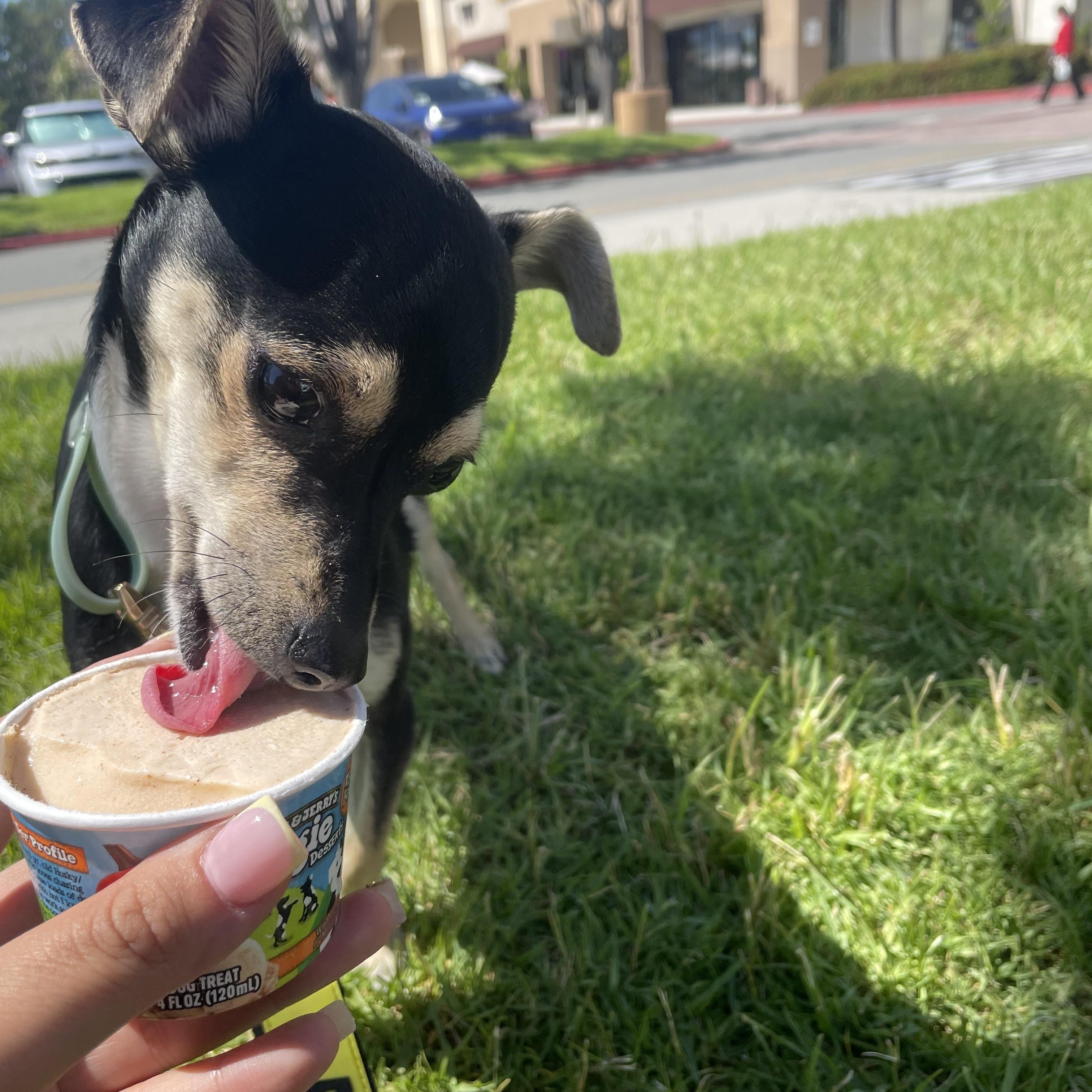 Enlarge Chico, an adopted mixed breed in Rancho Santa Margarita, CA image 5/6