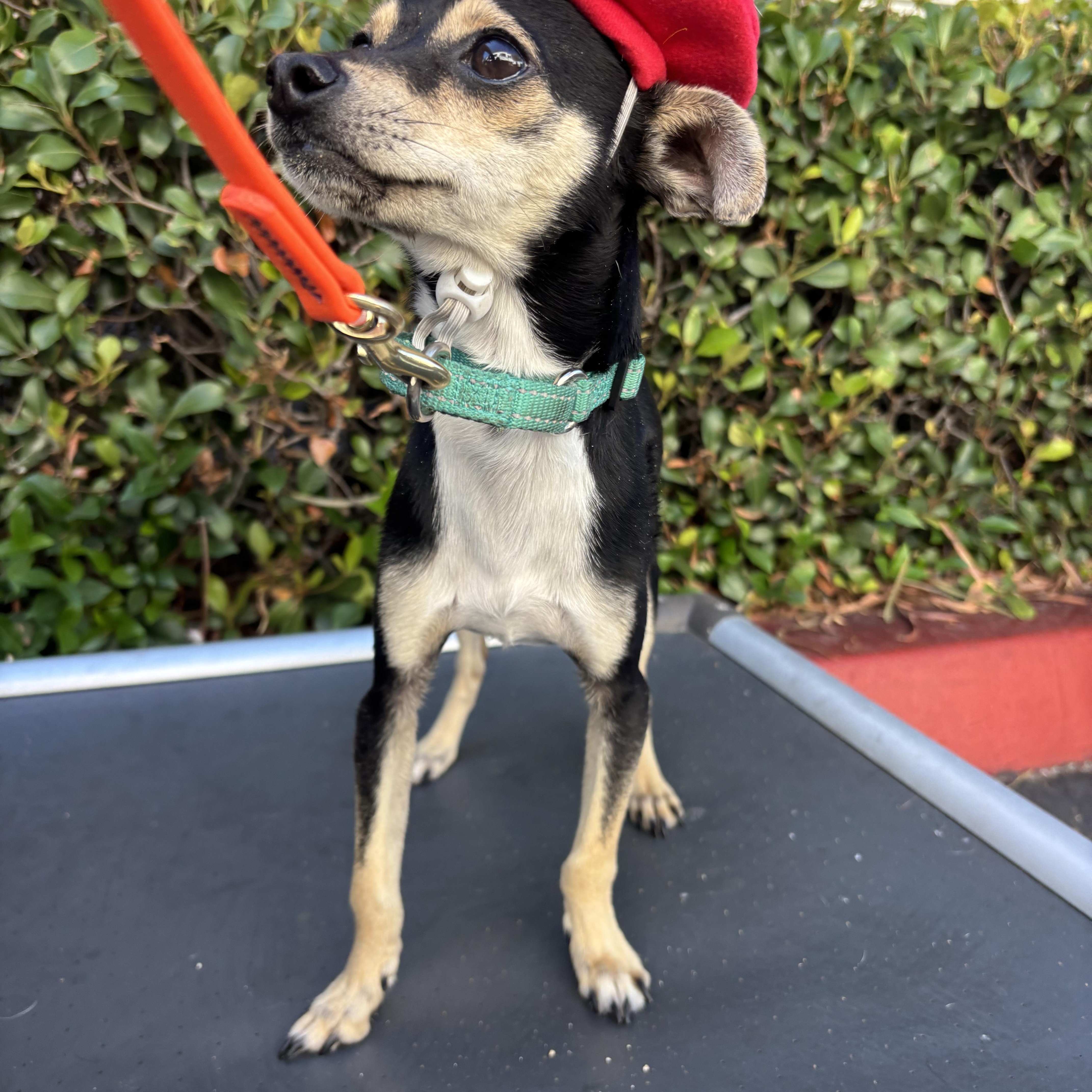 Chico, adoptable, Young Male Chihuahua.