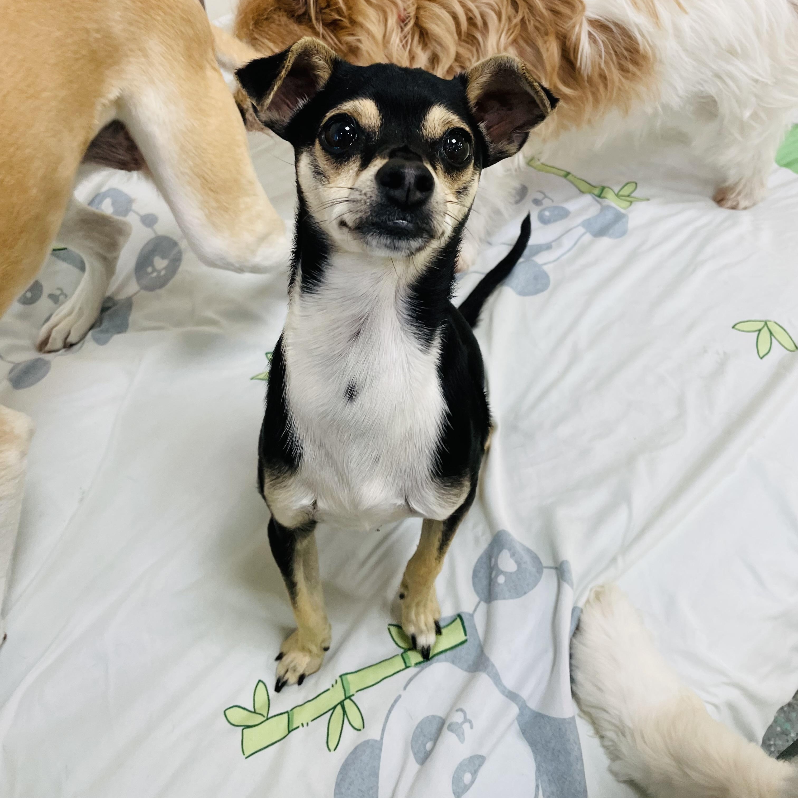 Enlarge Chico, an adopted mixed breed in Rancho Santa Margarita, CA image 1/6