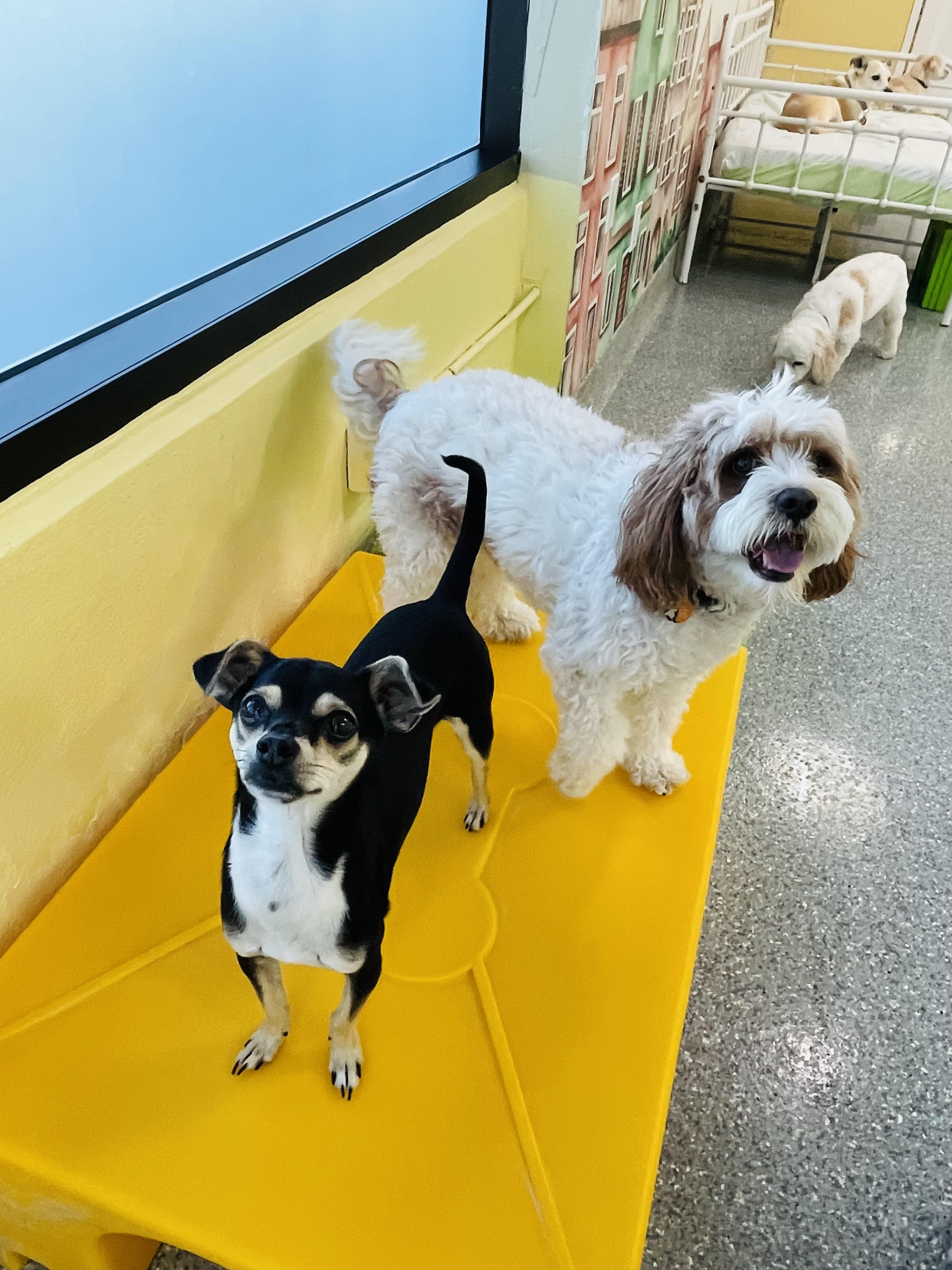 Enlarge Chico, an adopted mixed breed in Rancho Santa Margarita, CA image 2/6