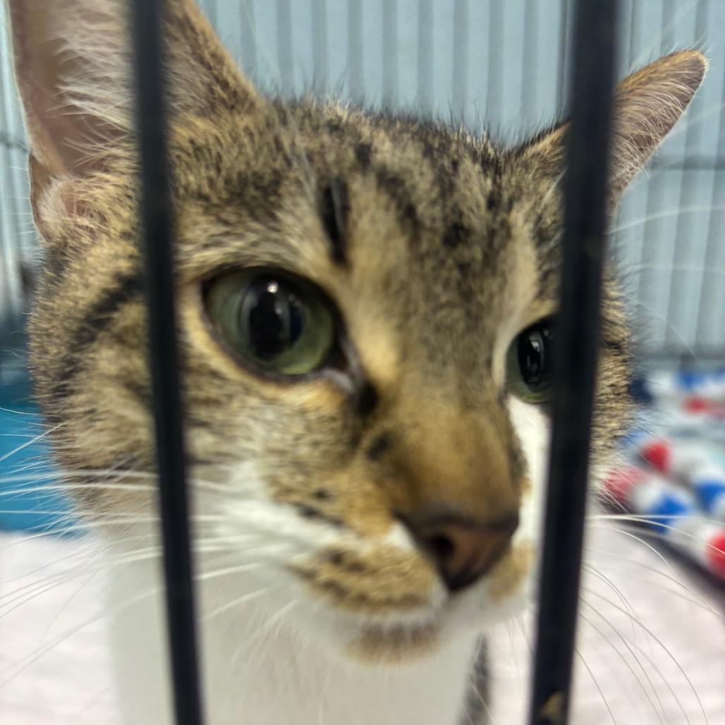 Yuki 68C25, Adoptable, Adult Female Domestic Short Hair & Domestic Short Hair.