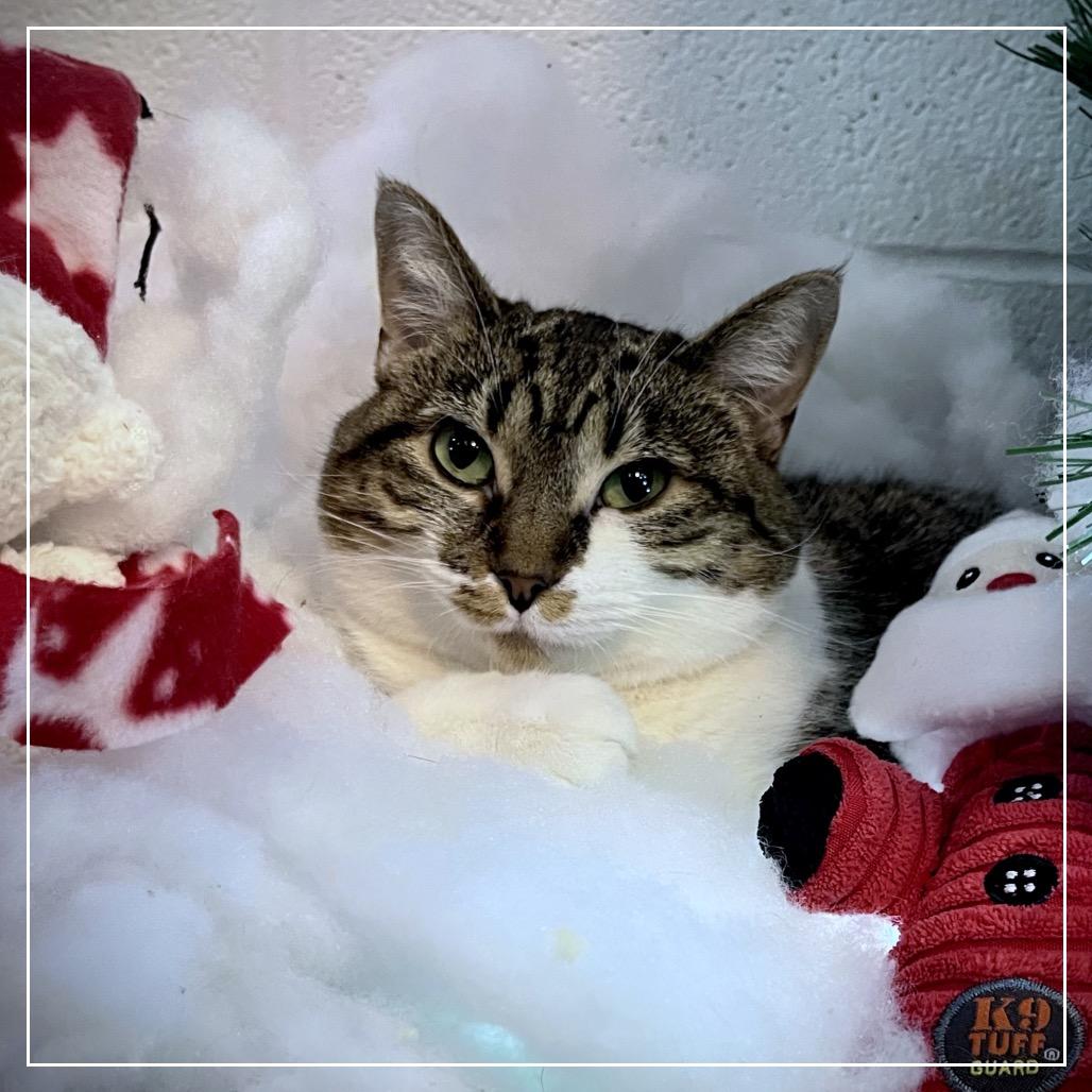 Enlarge Yuki 68C25, a Adoptable mixed breed in Napoleon, OH image 2/6