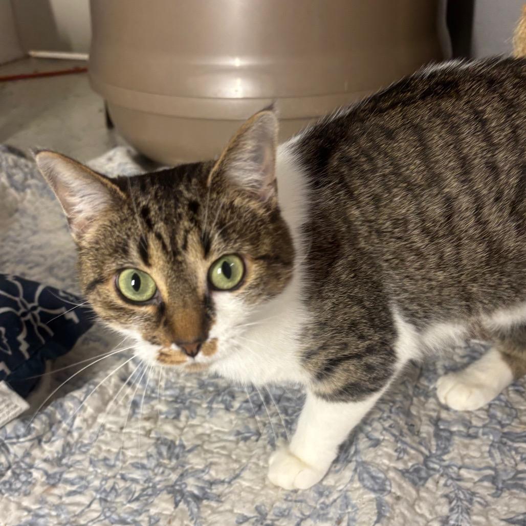 Enlarge Yuki 68C25, a Adoptable mixed breed in Napoleon, OH image 3/6