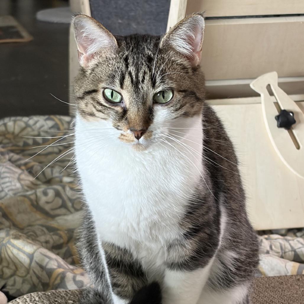 Yuki 68C25, a Adoptable mixed breed in Napoleon, OH image 3/6