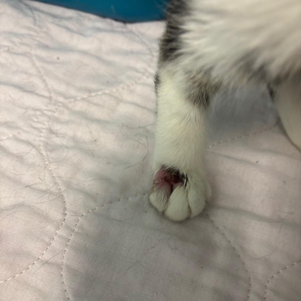 Enlarge Yuki 68C25, a Adoptable mixed breed in Napoleon, OH image 4/6