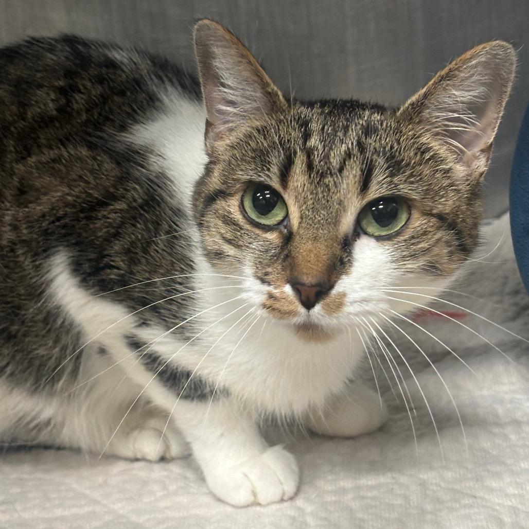 Enlarge Yuki 68C25, a Adoptable mixed breed in Napoleon, OH image 5/6