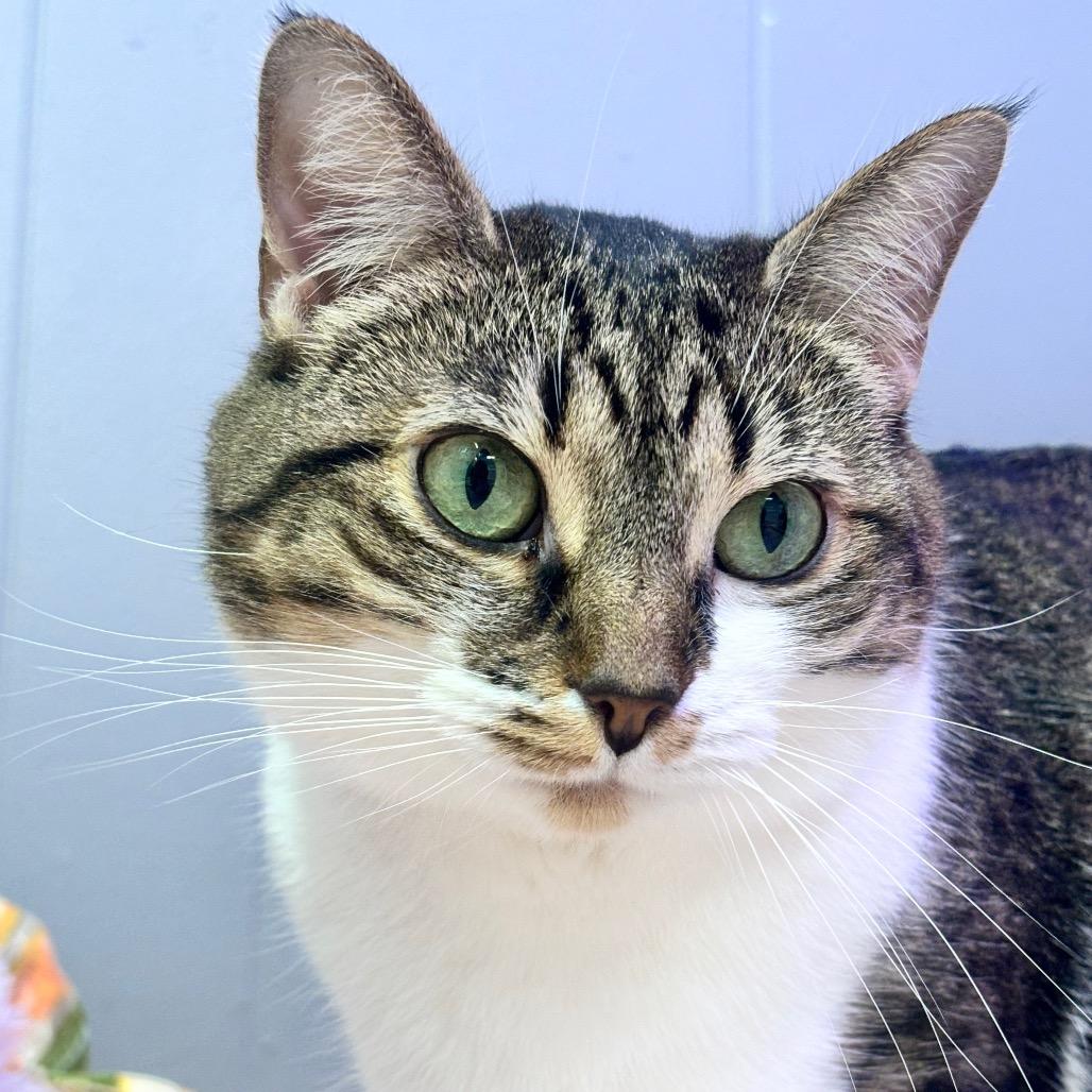 Yuki 68C25, a Adoptable mixed breed in Napoleon, OH image 5/6