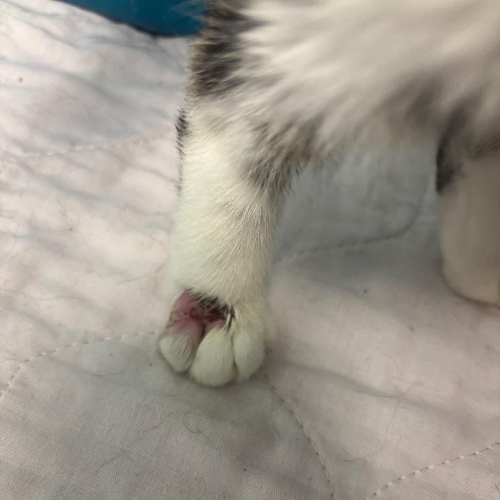 Enlarge Yuki 68C25, a Adoptable mixed breed in Napoleon, OH image 6/6