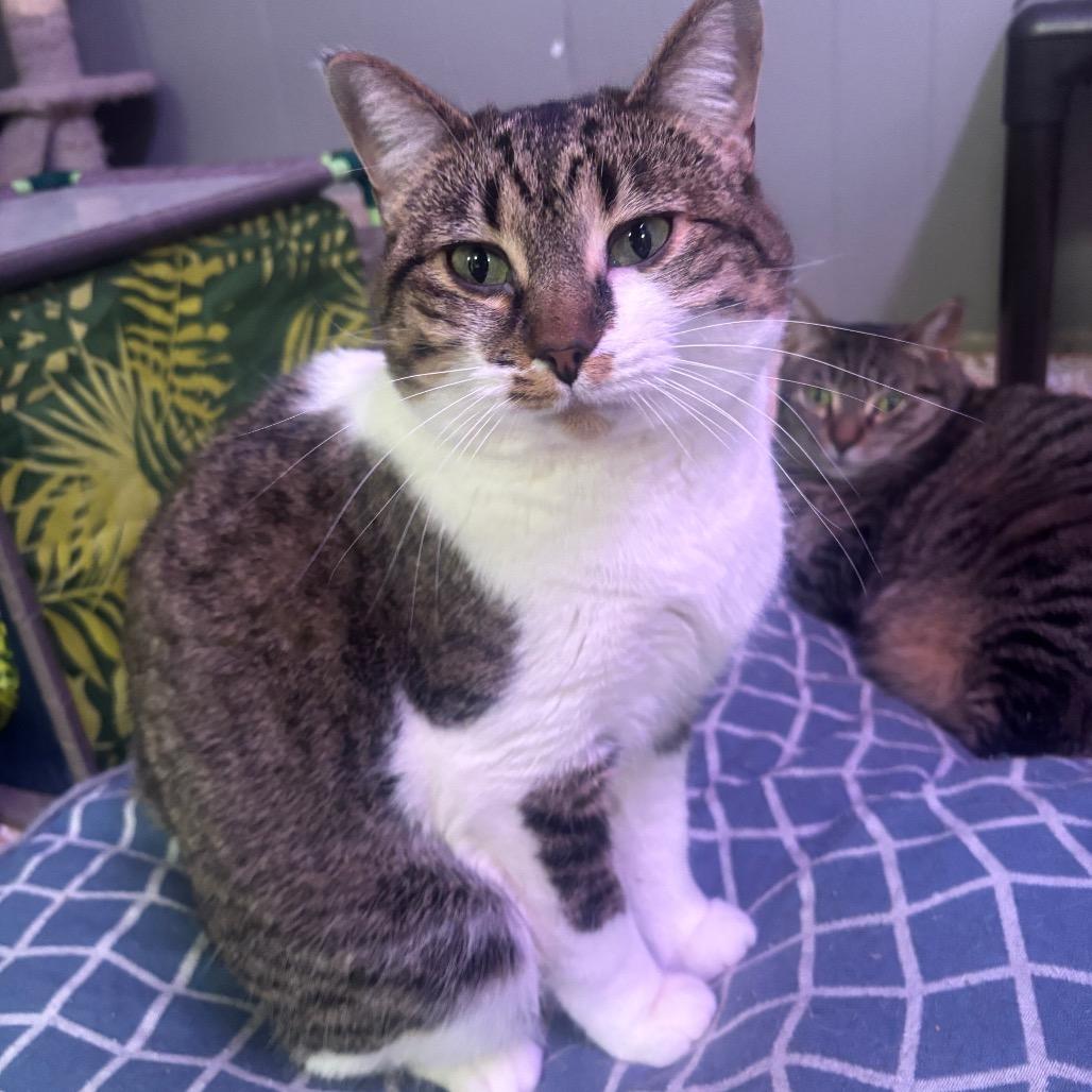 Enlarge Yuki 68C25, a Adoptable mixed breed in Napoleon, OH image 6/6