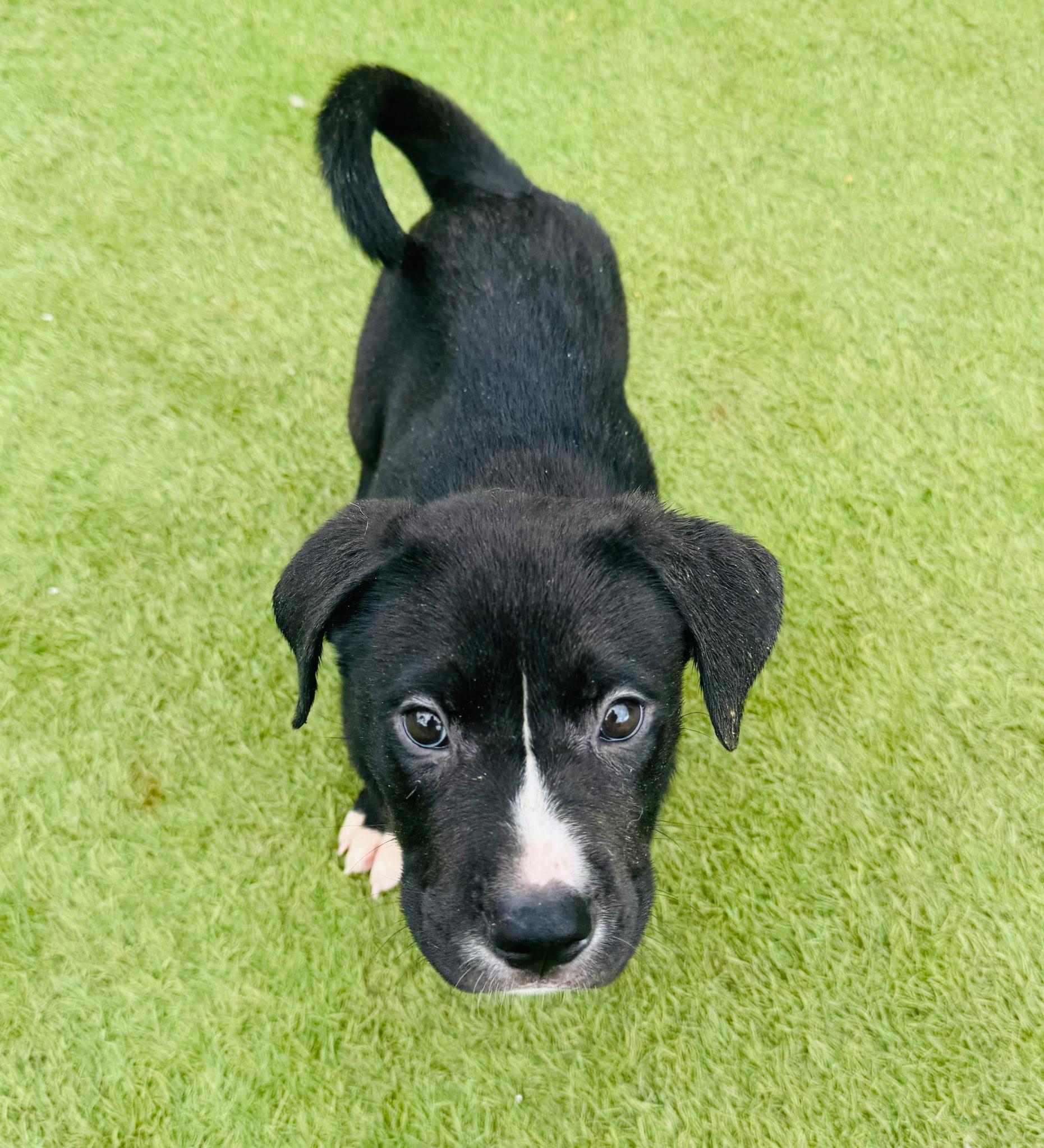 Tommy, ADOPTABLE, Puppy Male Pit Bull Terrier.