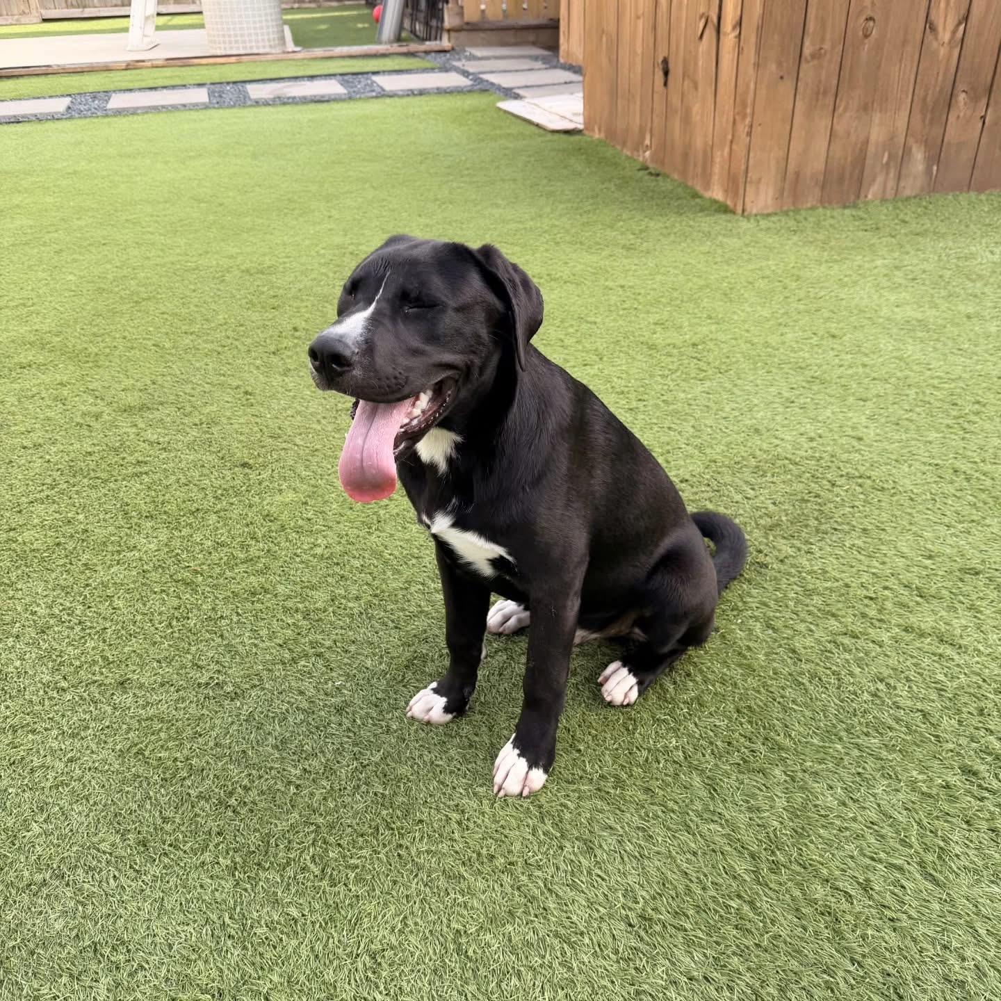 Enlarge Tommy, a ADOPTABLE mixed breed in Whitestone, NY image 1/2