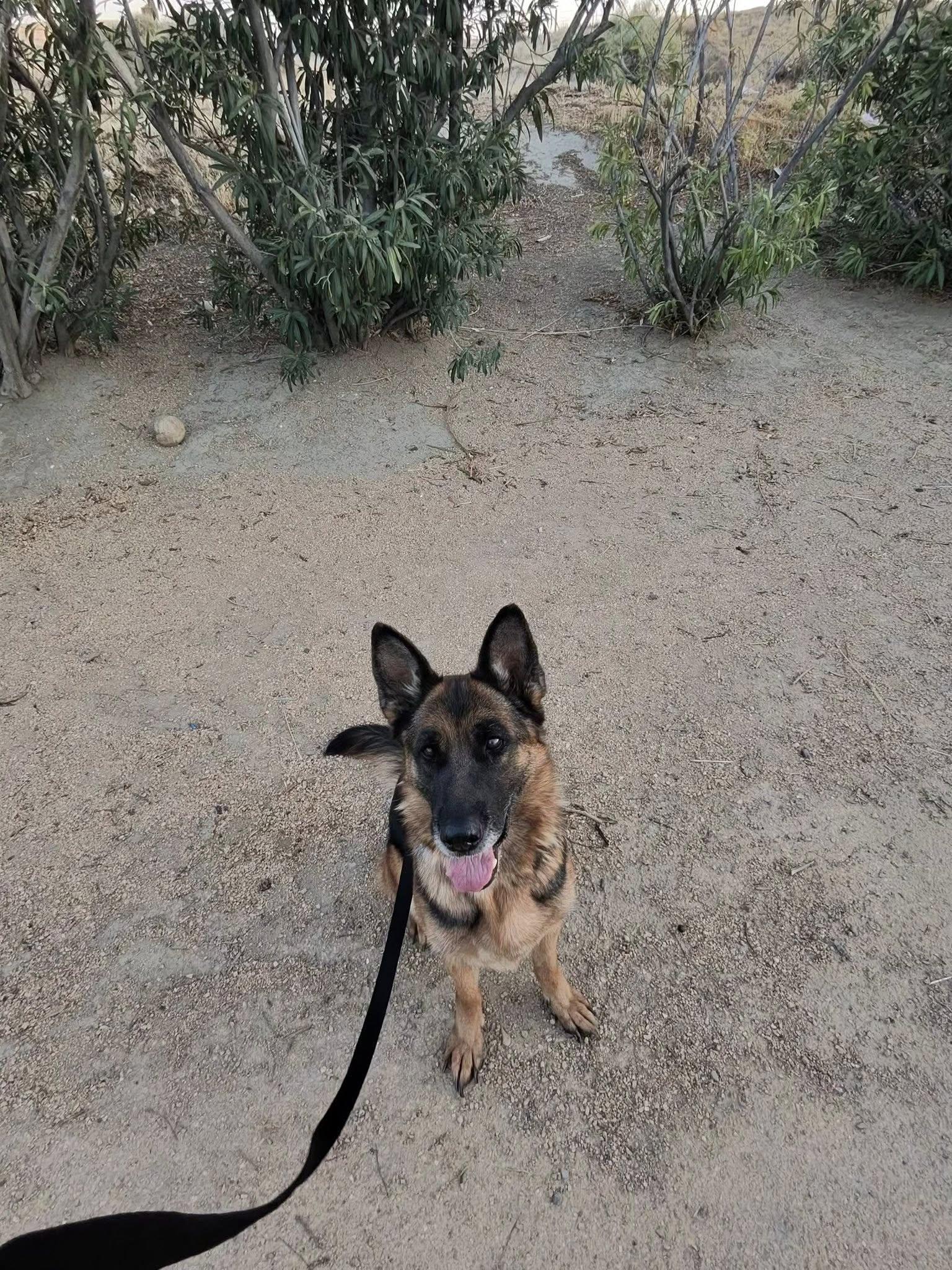 Tiramisu, a ADOPTABLE German Shepherd Dog in Bend, OR image 4/5