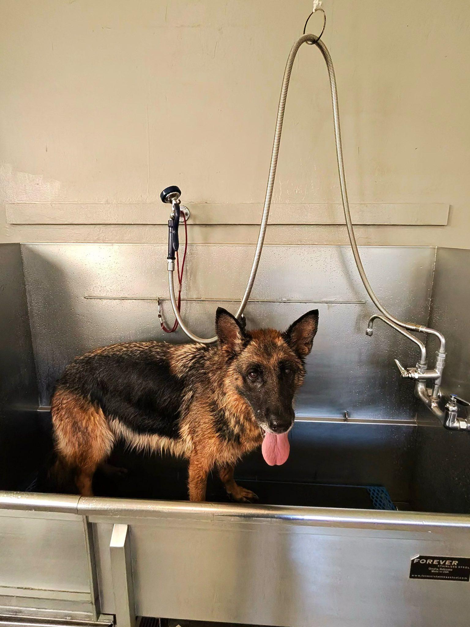 Tiramisu, a ADOPTABLE German Shepherd Dog in Bend, OR image 3/5