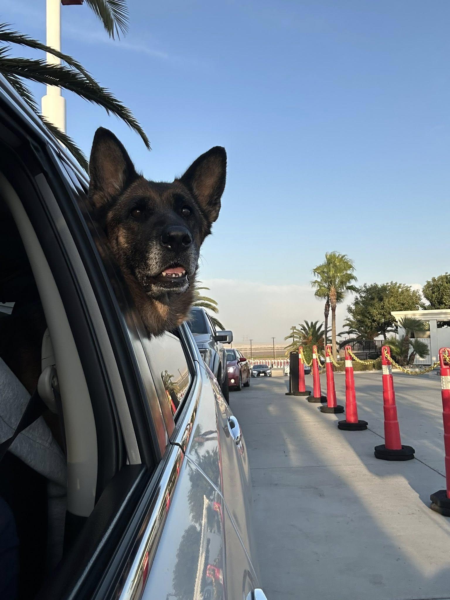 Tiramisu, a ADOPTABLE German Shepherd Dog in Bend, OR image 5/5