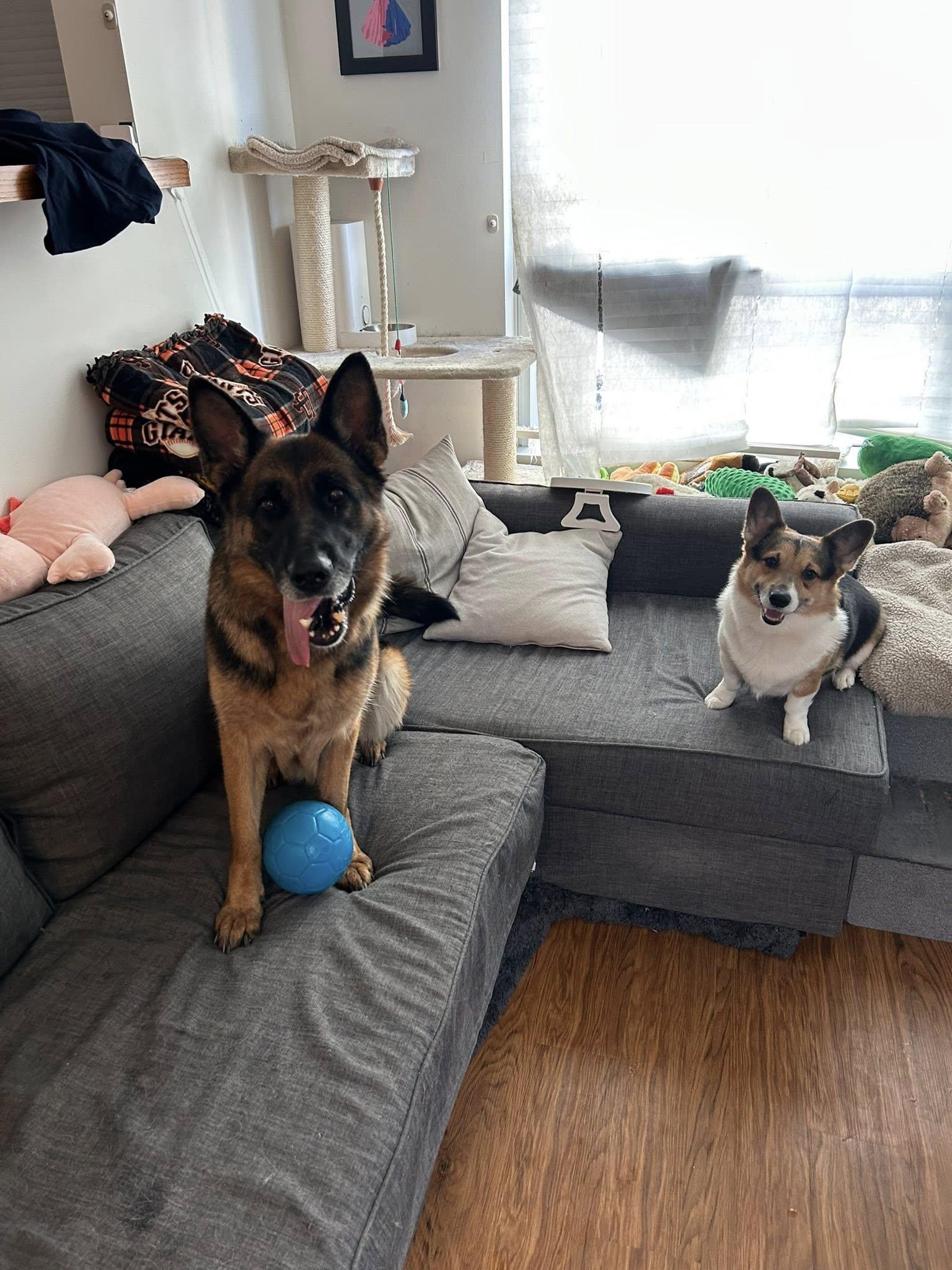 Tiramisu, a ADOPTABLE German Shepherd Dog in Bend, OR image 2/5