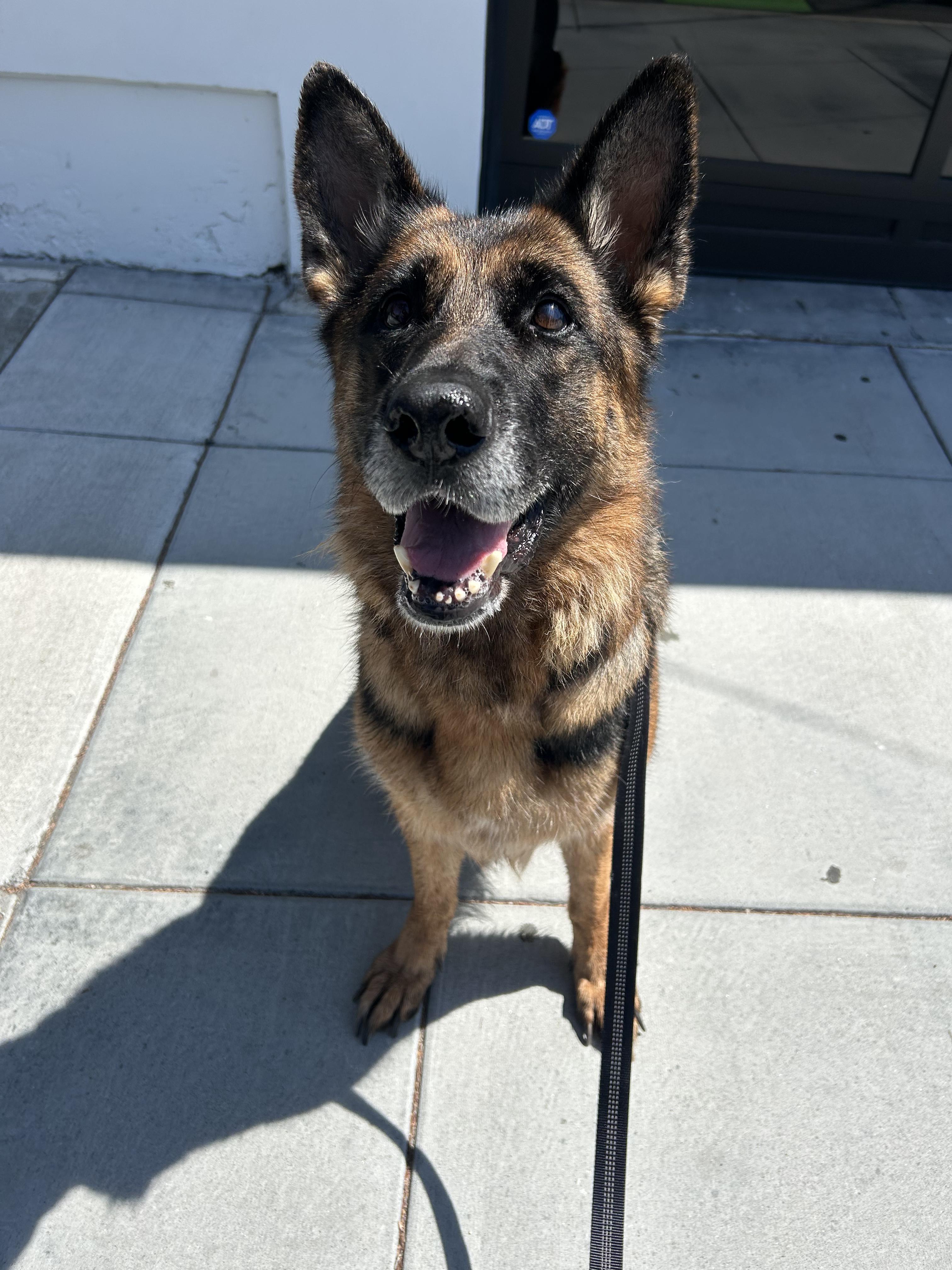 Tiramisu, ADOPTABLE, Adult Female German Shepherd Dog.