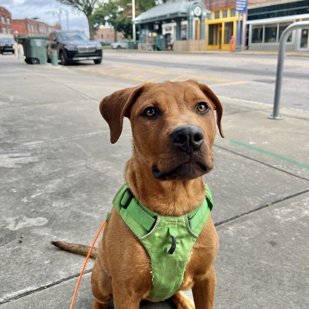 Bartlett, Adoptable, Adult Female Mixed Breed.