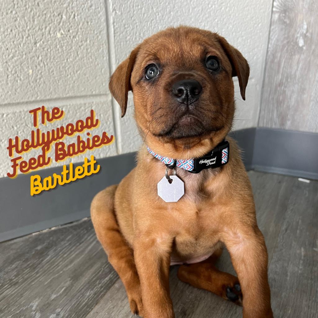 Bartlett, a Adoptable Mixed Breed in West Memphis, AR image 4/6