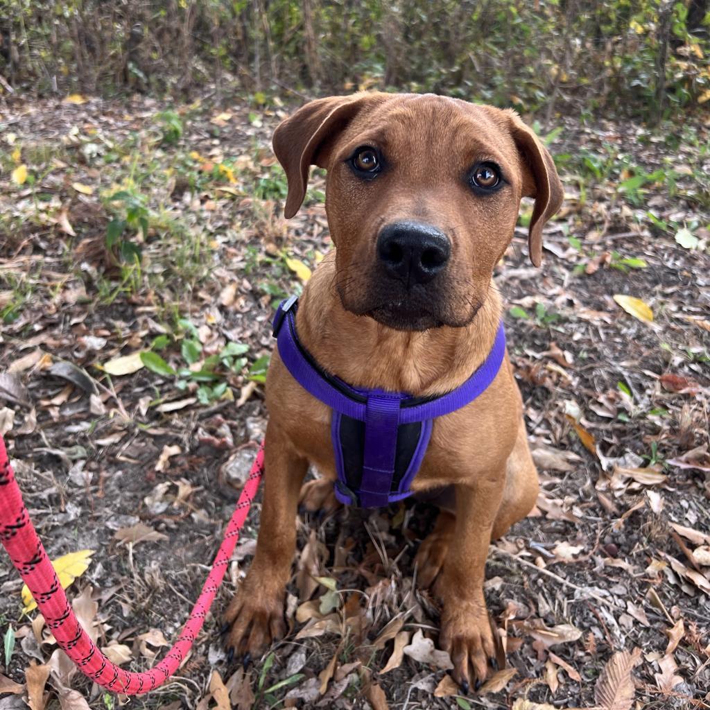 Bartlett, a Adoptable Mixed Breed in West Memphis, AR image 5/6