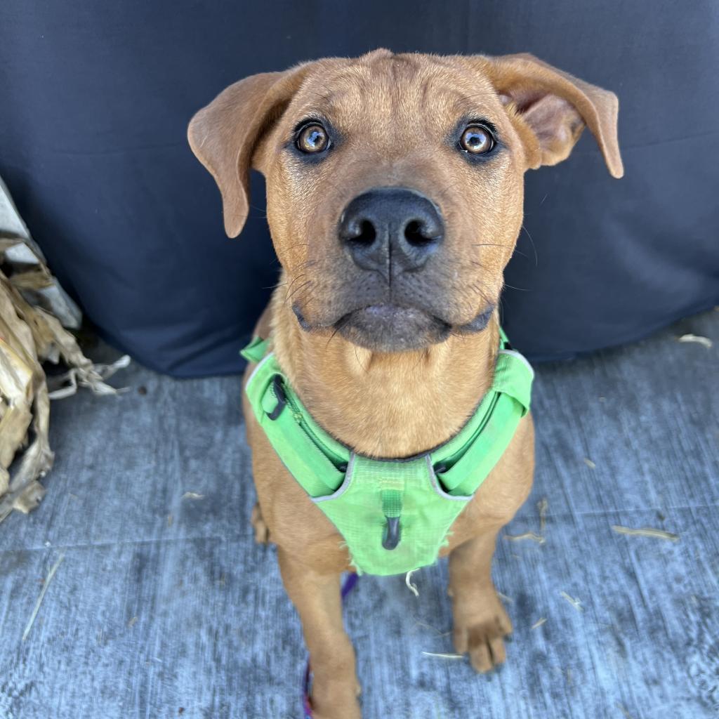 Bartlett, a Adoptable Mixed Breed in West Memphis, AR image 6/6