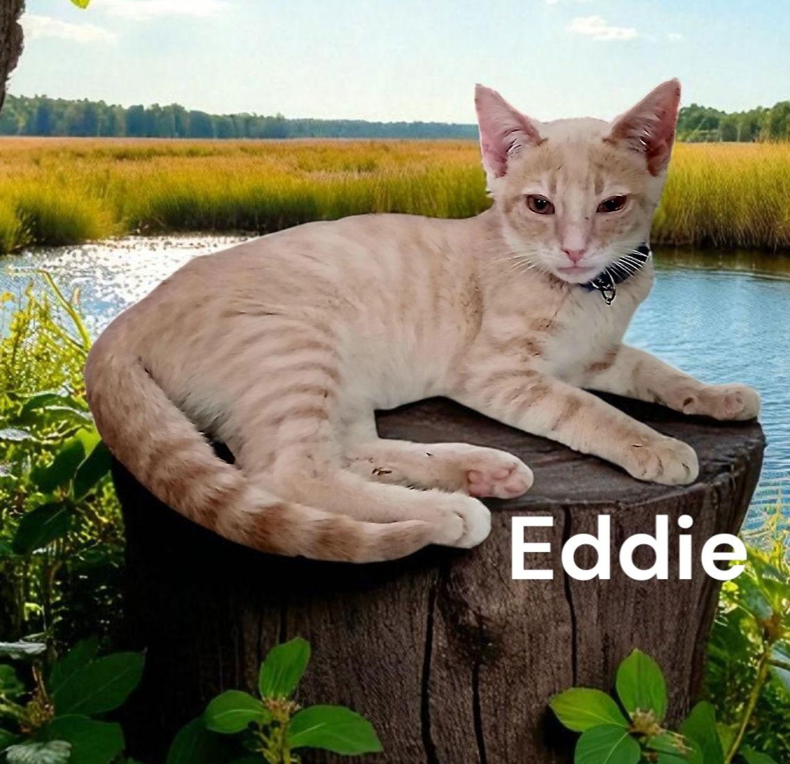 Enlarge Eddie, a Adoptable Domestic Short Hair in Chesapeake, VA image 1/2