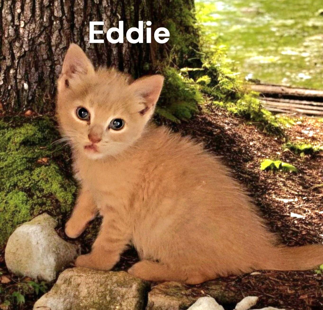 Enlarge Eddie, a Adoptable Domestic Short Hair in Chesapeake, VA image 2/2