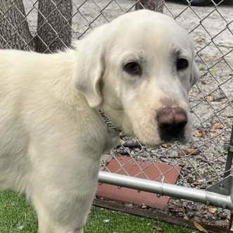 SNOWY, adopted, Young Female Labrador Retriever.