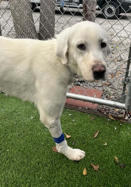 Enlarge SNOWY, an adopted mixed breed in Fernandina Beach, FL image 2/2