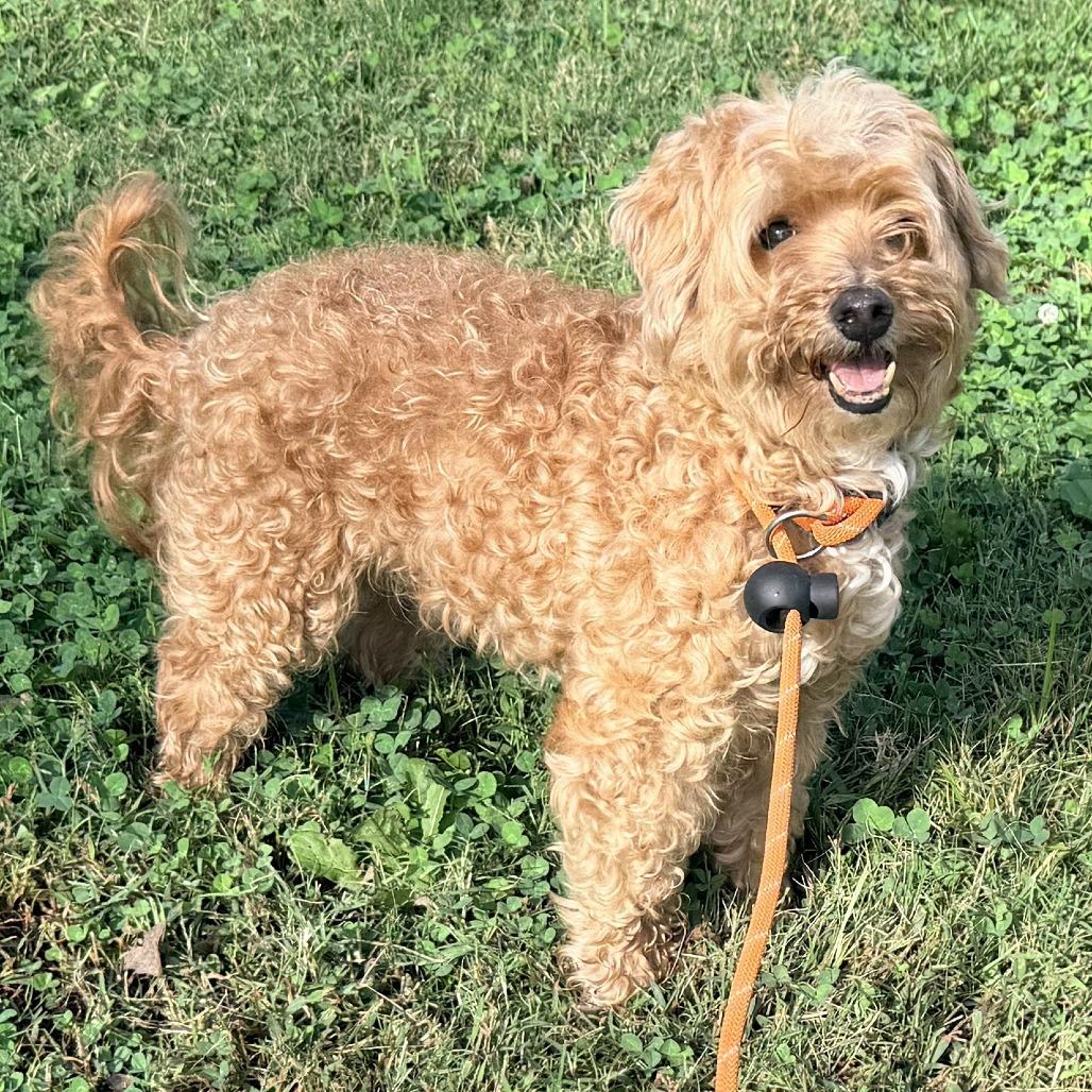 Enlarge Moose, a Adoptable mixed breed in Warrensburg, MO image 1/1