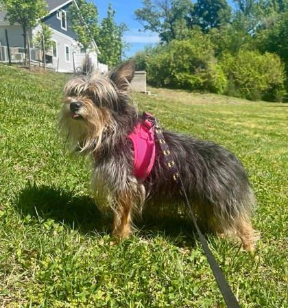 Enlarge Hannah, an adopted mixed breed in Annapolis, MD image 2/2