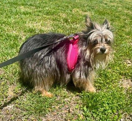 Hannah, adopted, Adult Female Yorkshire Terrier.