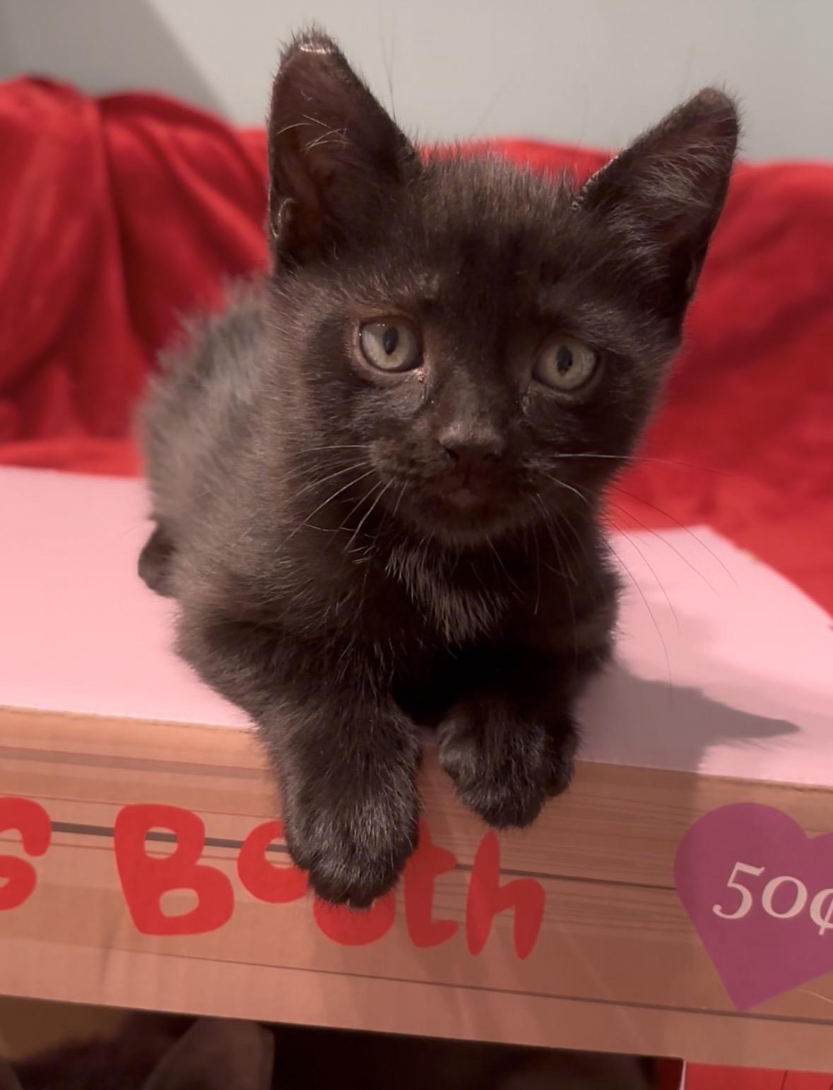 Enlarge Sable, an adopted American Shorthair in Charlotte, NC image 2/6