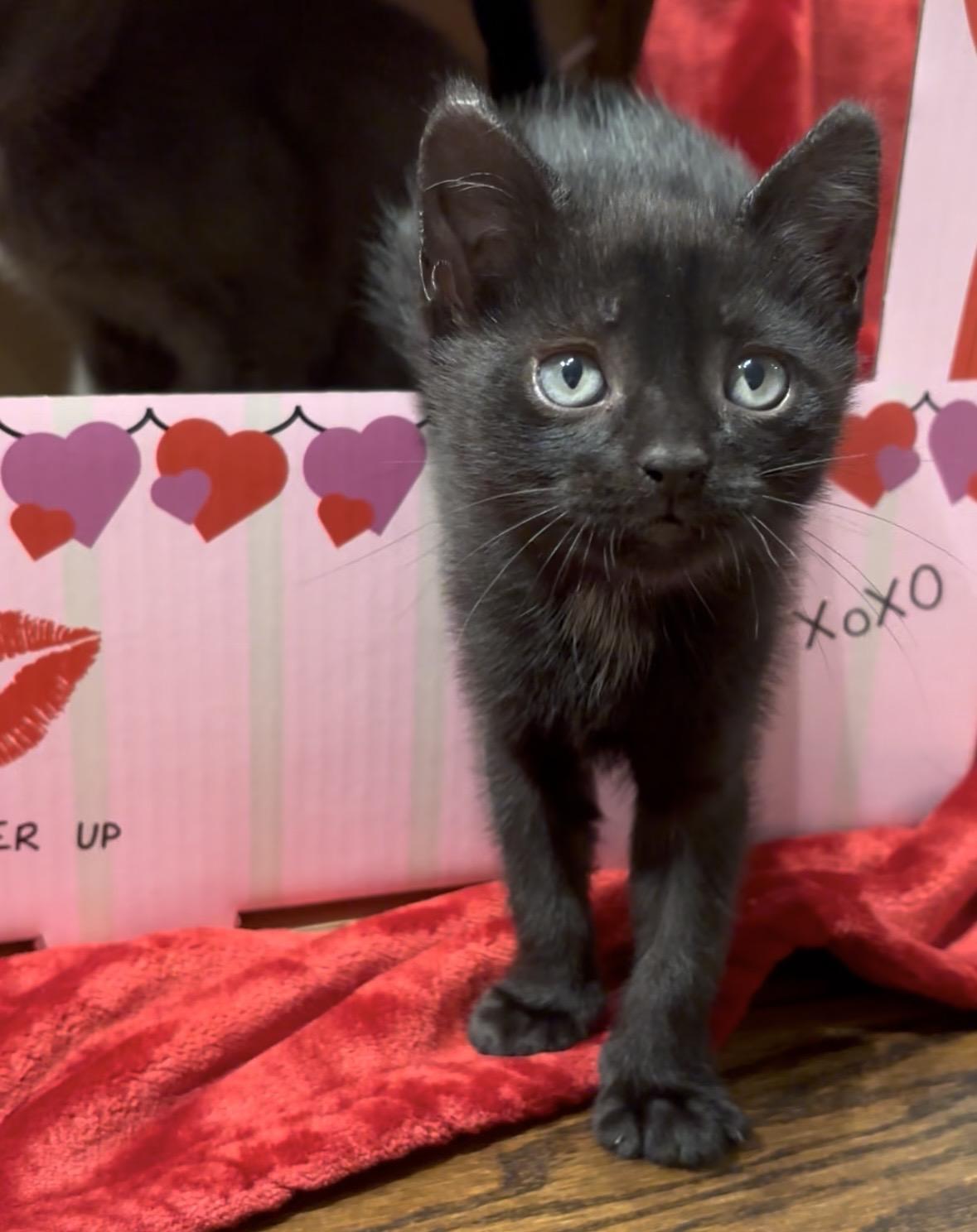 Enlarge Sable, an adopted American Shorthair in Charlotte, NC image 3/6