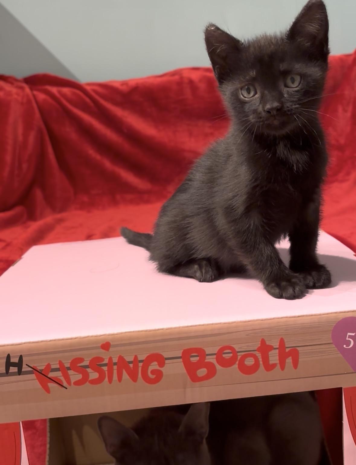 Enlarge Sable, an adopted American Shorthair in Charlotte, NC image 4/6