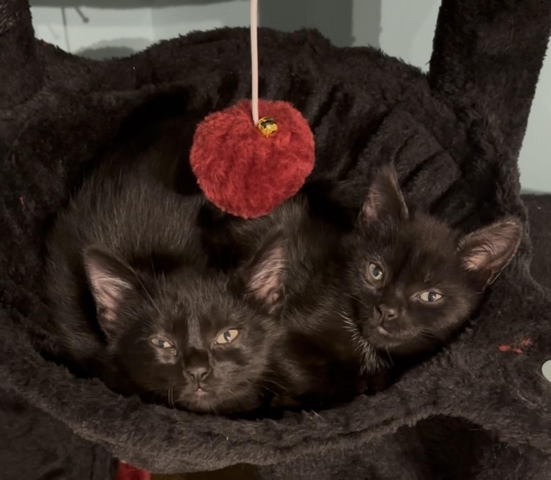 Enlarge Sable, an adopted American Shorthair in Charlotte, NC image 5/6