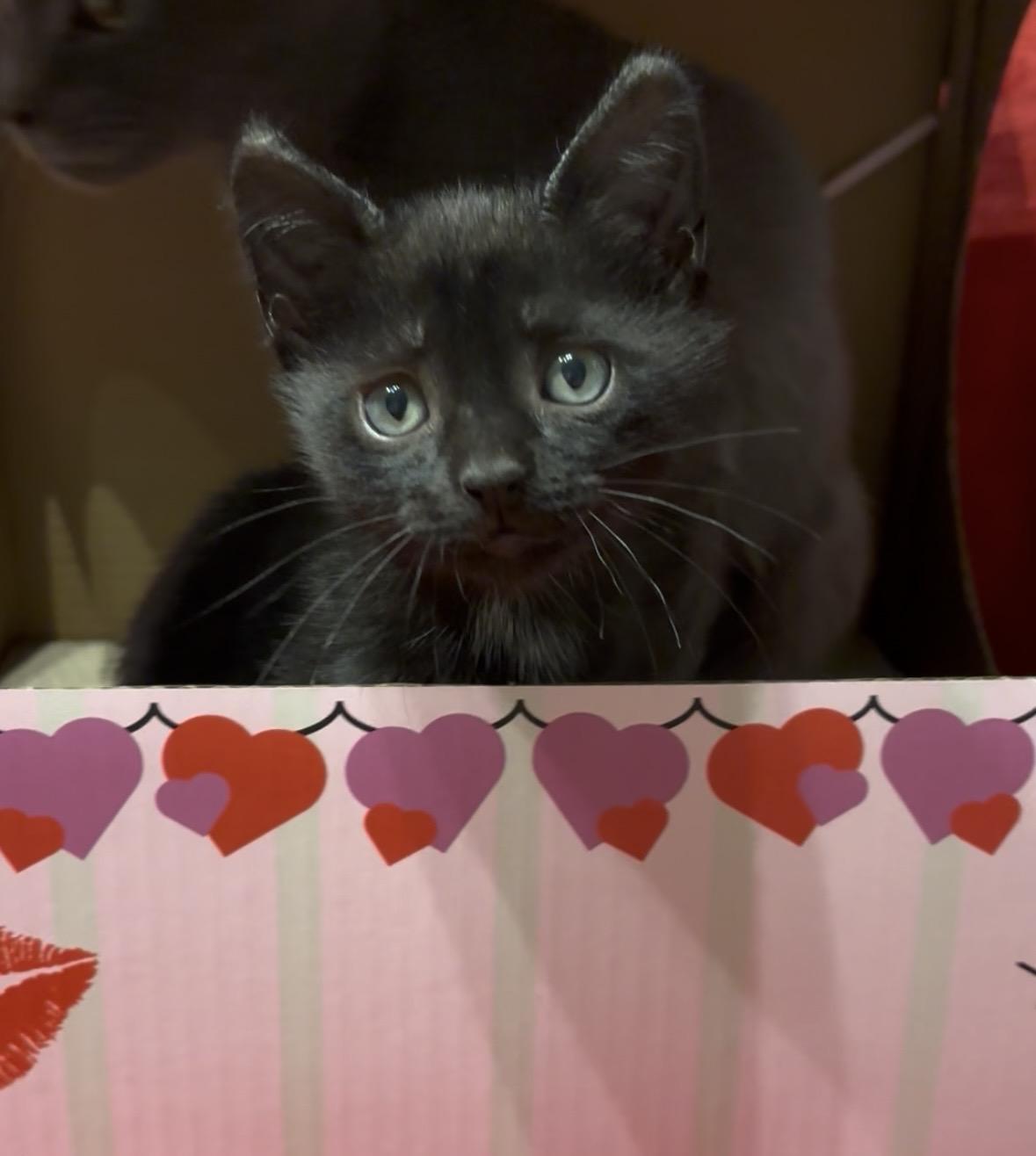 Sable, adopted, Kitten Male American Shorthair.