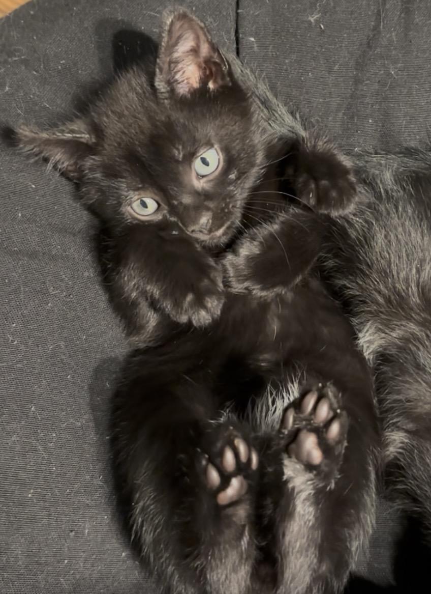 Enlarge Sable, an adopted American Shorthair in Charlotte, NC image 6/6