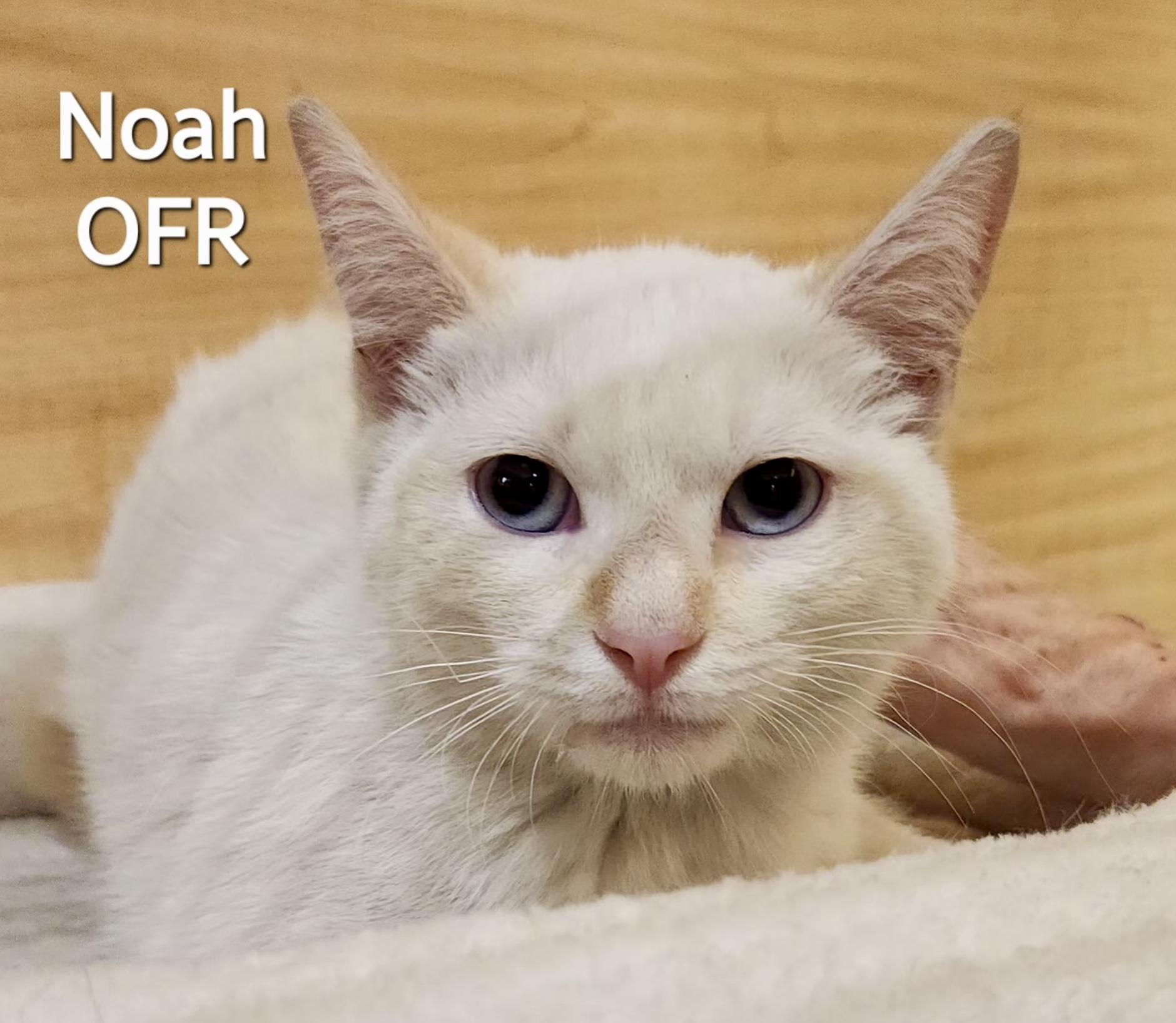 Enlarge Noah, an adopted Siamese in Owasso, OK image 1/1