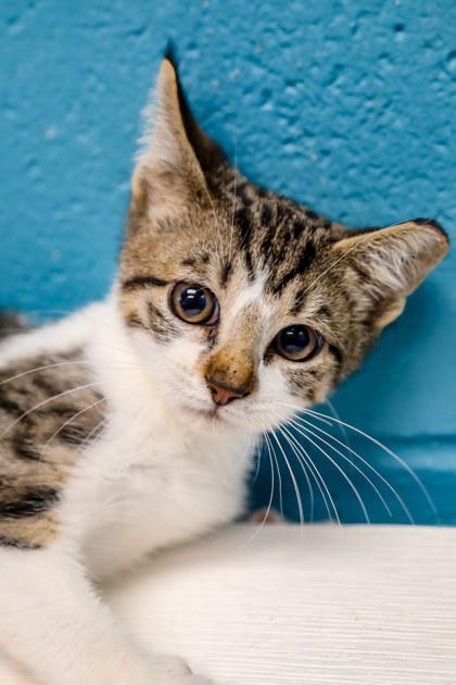 Tay Tay, Adoptable, Young Male Domestic Short Hair & Domestic Short Hair.