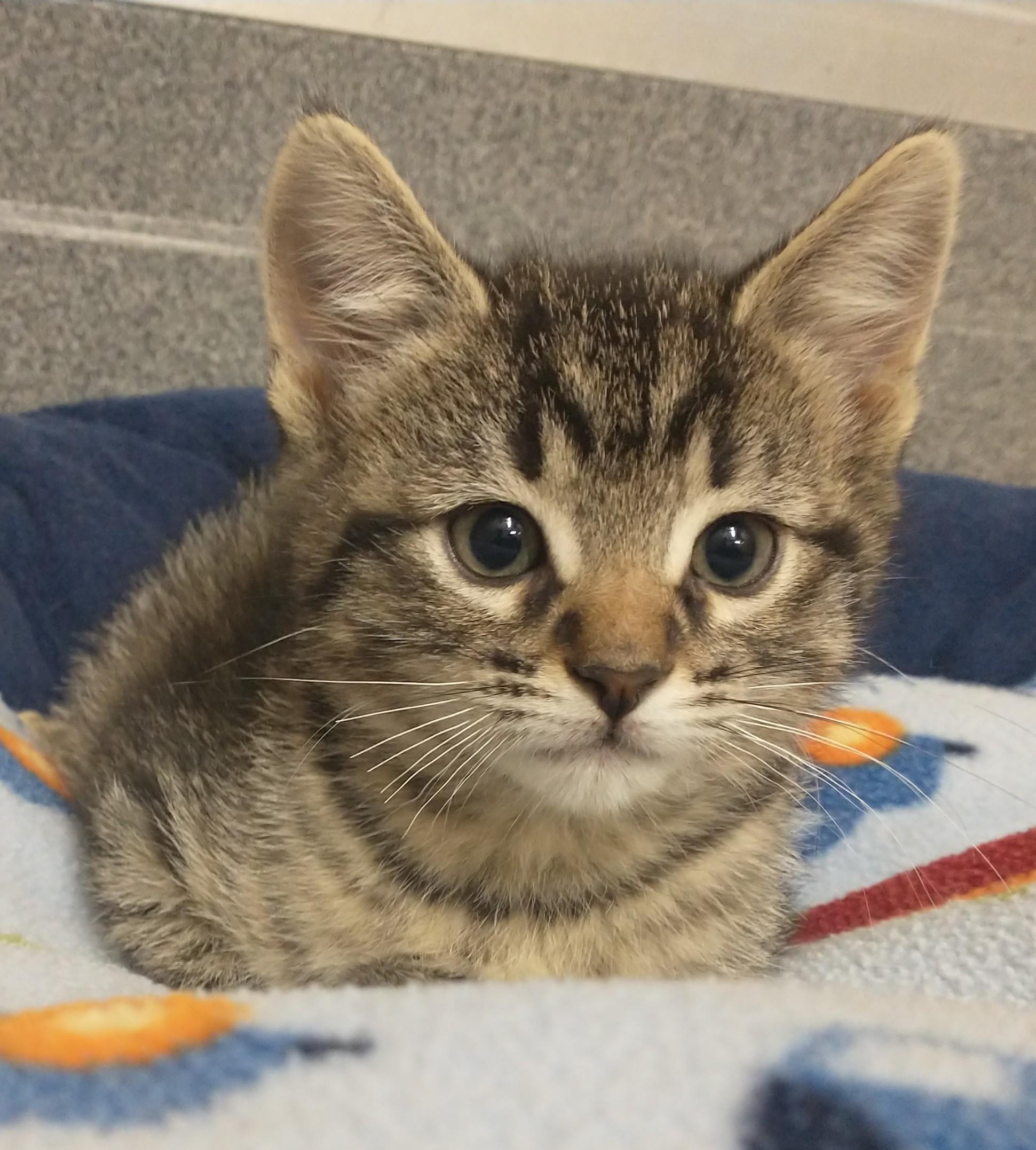 Augusta, adopted, Kitten Male Domestic Short Hair.